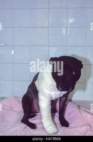 Chien blessé, Staffordshire Bull Terrier,(Canis familiaris),jambe bandée après la chirurgie après lutte avec un autre chien,London, UK. Banque D'Images