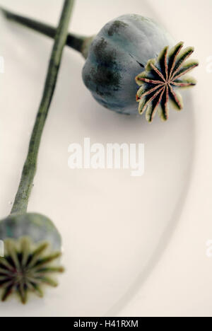 Les capsules de pavot, Papaver spec., détail, Italie, au pavot, capsules, gélules, plantes, fleur, plante cultivée, plante sauvage, d'une drogue, l'opium, les plantes médicinales, l'ivresse, sèchement, still life Banque D'Images