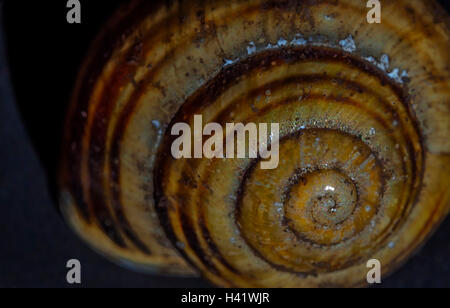 Coquille d'escargot- bague de marche arrière Banque D'Images