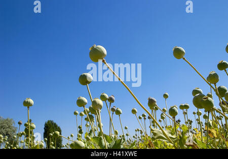 La Turquie, Afyon, meadow, au pavot, Papaver, détail, capsules, sud-est, l'Europe, champ de coquelicots, de culture, de coquelicots, plantes, graines de pavot, fadeds capsules, semens, capsules, vert, augmentation, propagation, fleurs, fruits, graines de pavot Graines de plantes, plantes cultivées, Banque D'Images