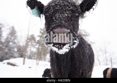 Vache galloway Belted dans la neige, Maine, États-Unis Banque D'Images