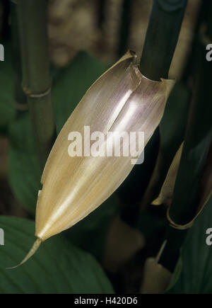 Bambou, détail, des feuilles de bambou, canne de bambou, Bambusa, bambou, bâton de bambou, bambous, souche, plante, plantes, nature, botanique, exotiques, Asiatiques, de l'herbe genre, Evergreen, canne de bambou, partie de la plante, feuilles, Close up, détail Banque D'Images