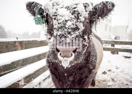 Taureau galloway Belted dans la neige, Maine, États-Unis Banque D'Images