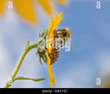 Une abeille recueille le pollen de tournesol à proximité Banque D'Images