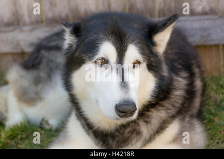 Gros plan de mon Malamute d'Alaska Banque D'Images