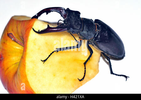 Stag beetle, homme se nourrissant de Lucanus cervus. apple dans le Hampshire en Angleterre. Banque D'Images