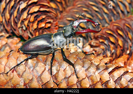 Stag beetle, homme. Lucanus cervus dans le Hampshire en Angleterre. Banque D'Images