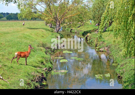 Le daim, le doe en attente de traverser la rivière à Richmond Park. Banque D'Images