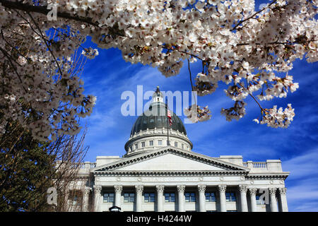 La Utah State Capitol building encadrée par les fleurs de cerisier contre un ciel bleu. Banque D'Images