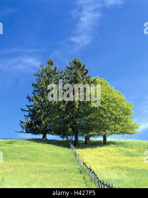 Pâturage, clôture, arbres, sapins, Picea abies, les chênes, Quercus robur, printemps, paysage, nature, en milieu rural, hill, printemps, vert prairie, arbres à larges feuilles, de chênes, de conifères, de démarcation, marge, clôture en bois, pâturage clôture, la différence, le ciel bleu, sans nuages, Banque D'Images