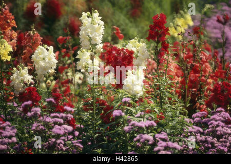 Jardin, lit de fleur, muflier, Antirrhinum majus, blooms, Bed, plantes, fleurs, mufliers, garden snapdragon, fleurs d'ornement, fleurs, Rachenblütler, Bloom, splendeur de l'été, à l'extérieur, d'arrière-plan flou, Banque D'Images