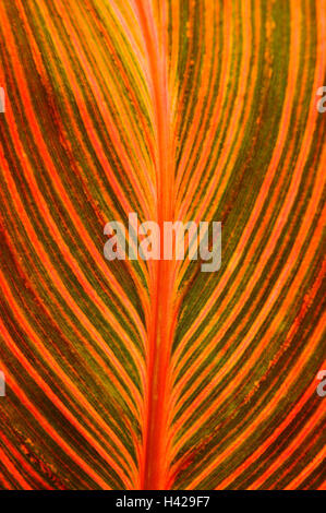 Les feuilles, Close up, fleurs indiennes, Canna indica, oreille Banque D'Images