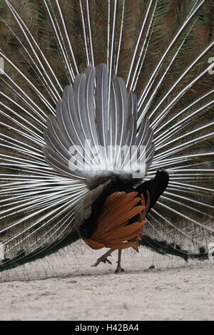 Peacock, Manly, radian a frappé, vue de dos, Banque D'Images