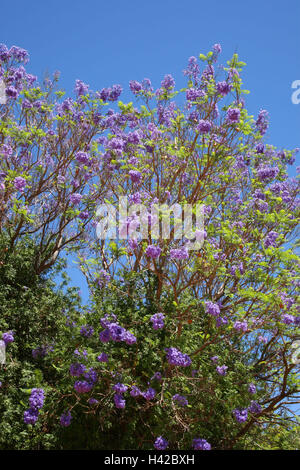 Jacarandabaum, Jacaranda mimosifolia, fleurs, mauve, Banque D'Images