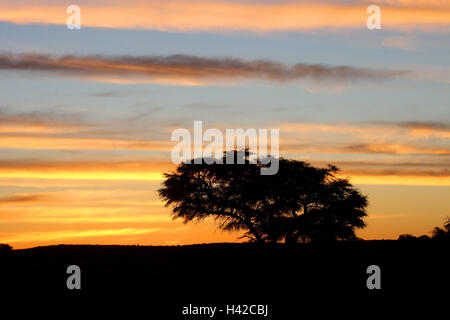 Paysages du Kalahari, d'incandescence, silhouette, arbre, Banque D'Images