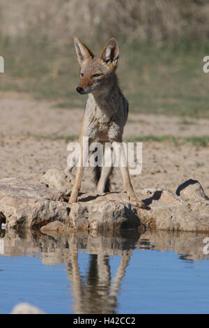Schabrackenschakal, chacal à dos noir, Banque D'Images