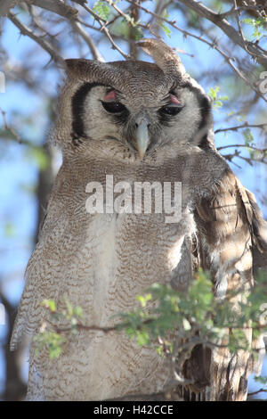 Grand-duc, pâle Giant Eagle Owl, Banque D'Images