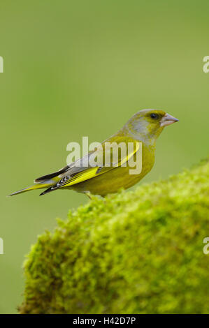 Verdier d'Eurasie, Carduelis chloris, Moss, s'asseoir, vue latérale, Banque D'Images