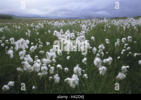 L'Islande, de Tjörnes, paysage, la linaigrette, Eriophorum spec., Banque D'Images