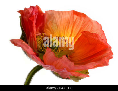 Les plaques, fleurir, pavot, Papaver, fleur, fleur, fleur, champ, pétales rouge, ouvert, fleurs, nature, botanique, pollen, Staubgefäsche, capsule, beauté, délicatement, erblüht, brillant, pleines de vie, tranquillement, N.-B. Banque D'Images