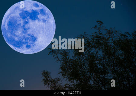 Pleine lune sur l'horizon d'arbres big huge incroyable lumineux couleur lifesize Banque D'Images