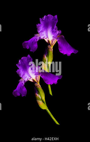 Deux iris fleurs violettes avec les bourgeons sur un fond noir Banque D'Images