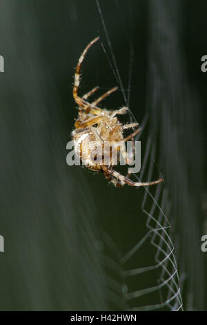 Réseau de spinning, jardin araignée, Araneus diadematus, side view, animaux, animal, filature, spider, araignée, Spider web-orb weaver, araignées, Araneidae, réseau, réseau radian, tissus, fils de filature filature, net, cas Banque D'Images