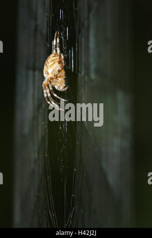 Réseau de spinning, jardin araignée, Araneus diadematus, side view, animaux, animal, filature, spider, araignée, Spider web-orb weaver, araignées, Araneidae, réseau, réseau radian, tissus, fils de filature filature, net, cas Banque D'Images