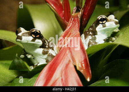 Zoo, feuilles, feuillage crapaud des grenouilles, Phrynohyas resinifictrix, terrarium, animaux, animal, amphibiens, anoures Amphibiens grenouille, feuillage, grenouilles, Hylidés, grenouille, grenouilles, crapaud grenouille arbre feuillage, fosses-toad feuillage grenouilles, crapaud-fosses d'arbres, les crapauds grenouille feuillage feuillage-frog Banque D'Images