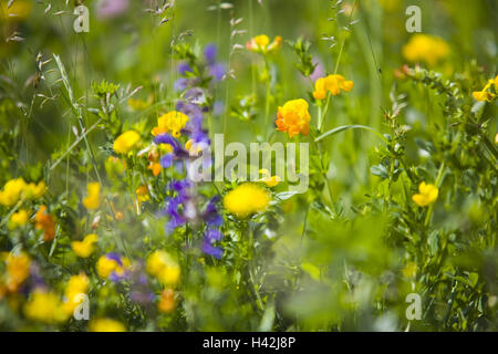 Pré de fleurs, Banque D'Images