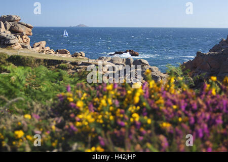 France, Bretagne, Ploumanach, côte de granit rose, paysages côtiers, fleurs, mer, coffre, Banque D'Images