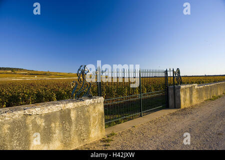 France, Bourgogne, Côte-d'Or, Pommard, vignobles, muer, détail, objectif, Banque D'Images