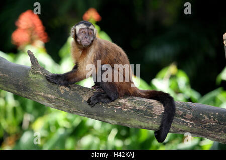 Capucine, singe brun Banque D'Images