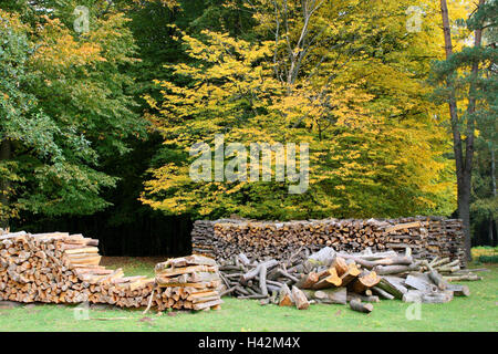 Bois, tas de bois, l'automne, bord de la forêt, de la foresterie, de l'économie forestière, tas de bois, arbres, Banque D'Images