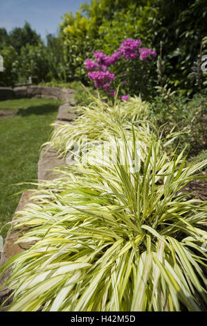 Jardin, parterre de fleurs, herbe, cordon d'or japonais Hakonechloa macra, Banque D'Images