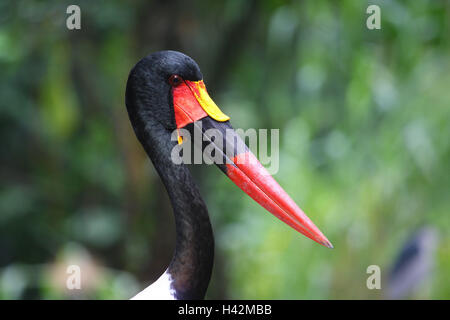 Col stork, portrait, Banque D'Images