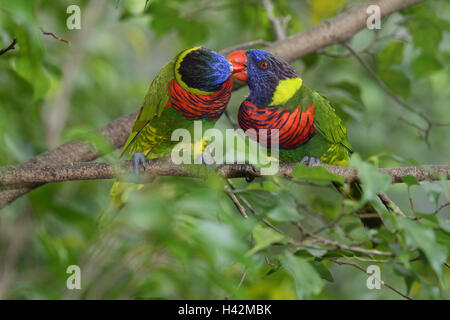 Loris, arc-en-couple, parade nuptiale, alimentation Banque D'Images