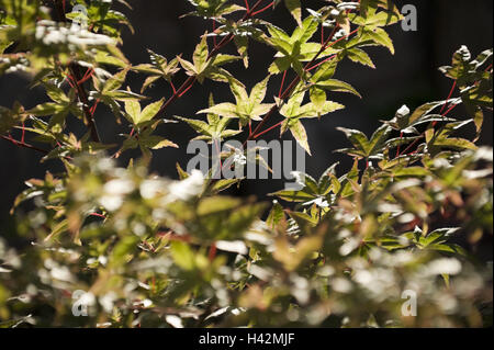 Vert et Rouge, l'érable professionnel Acer palmatum, détail, brindilles, feuilles, Banque D'Images