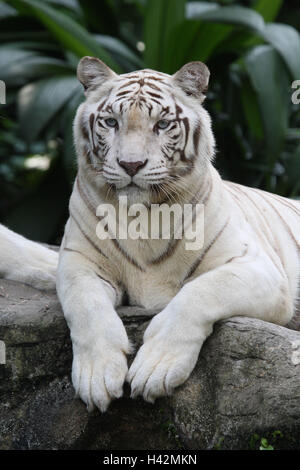 Tigre du Bengale, Banque D'Images