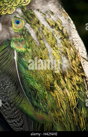 Peacock, Manly, plumage, détail, gros plan, moyenne Banque D'Images