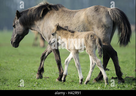 Dülmener chevaux sauvages, jument, Poulain, l'Allemagne, en Rhénanie du Nord-Westphalie, point d'intérêt, monument naturel, l'Wildpferdgestüt (horse ranch), réserve naturelle, la conservation de la nature, chevaux, course de chevaux, les jeunes animaux de compagnie, animaux, à l'extérieur, l'ensemble du corps, Banque D'Images