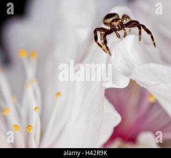 Les fleurs, les détails, la luminosité de l'axe du crabe, Synaema globosum, Close up, Banque D'Images