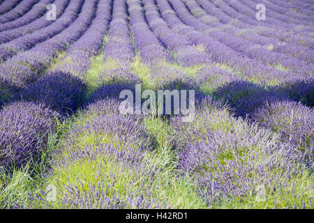 France, Provence, Vaucluse, champ de lavande, l'été, le sud-est de la France, de l'économie, de l'agriculture, les plantes, les plantes utiles, plantes médicinales, lavande, champ de culture, nature, lavande, lavande, oranger, Lavande fleurs, bleu, bleu-violet, vert, l'odeur, l'odeur de lavande, champ série, série de l'usine, série, personne, teaser, Banque D'Images