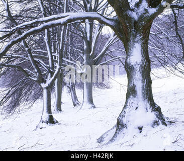 Paysage d'hiver, peupliers noirs, Populus nigra, Banque D'Images
