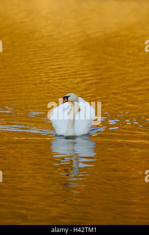 Bosse, le lac Swan, Cygnus olor, soir, de l'humeur, les eaux de surface de l'eau, les oiseaux de l'oie, Anatidae, la nature, nager, nature, saison, printemps, animal, animal sauvage, cygne, monde animal, oiseau de l'eau, blanc, soir, lumière du soir, la lumière du soleil, la couleur orange, l'humeur, de la réflexion, au crépuscule, seule, l'icône, la loyauté, la propreté, Banque D'Images