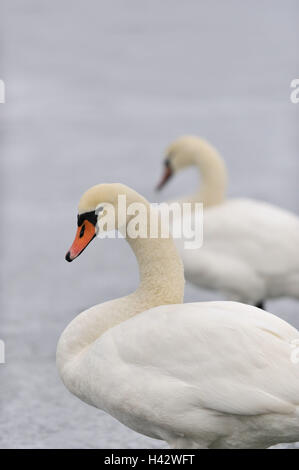 Hump, Swan Cygnus olor, Banque D'Images