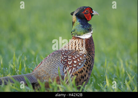 Meadow, chasse faisan, Phasianus colchicus, Manly, herbe, animaux, animaux sauvages, oiseaux, gallinacés, faisan, faisan, faisan noble touchez, petit homme, plumage, de couleurs vives, individuellement, seul, éleveur, watchfully, soigneusement, de la nature, de la faune, matin, rosée, copiez l'espace, Banque D'Images