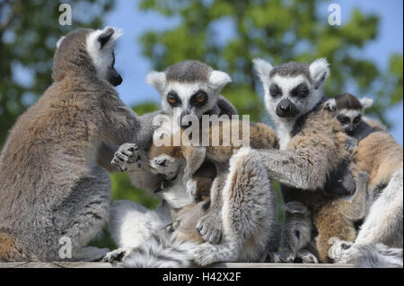 Kattas, Lemur catta, groupe, femme, les jeunes animaux, assis, blottissez ensemble, zoo, parc de jeux, les animaux, les animaux sauvages, mammifères, primates, singes nasiques humide, de la moitié des singes, madegassisch, Lemuren, vieux, mères, garçon, caresser, suture, association de famille, la famille des animaux, leur comportement, la cohésion, l'élevage, de soins, de soins, de solidarité, de protection, de la faune, Banque D'Images