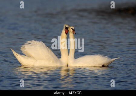 Cygnes bosse, Cygnus olor, deux, l'eau, nager, lumière du soir, la nature, les animaux, d'oiseaux, de cygnes, des couples, l'accouplement, la parade nuptiale, le comportement d'accouplement, cour, projet de, l'amour, la proximité, l'harmonie, romantisme, partenariat, Banque D'Images