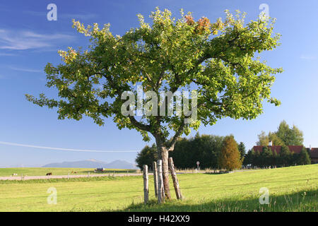 Paysages, pommier, Malus Baum, pommes, fruits, fruits, arbres, automne, saison, nature, contexte, edge la forêt, champs, pâturages, prés, Allemagne, Bavière, nice mountain Banque D'Images